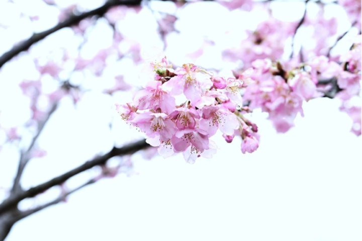 福岡県小郡市｜卒業式・入学式前に整えたい目元ケアと美容液5％OFFキャンペーンの画像